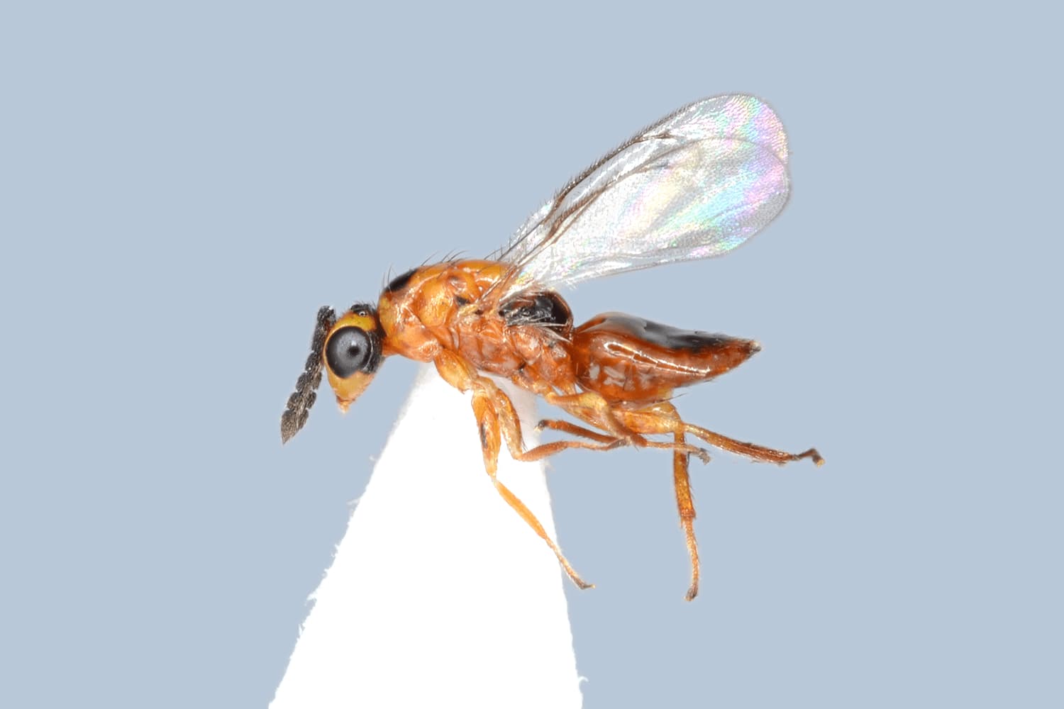Default image